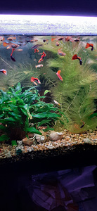 Guppy (2 foto / 3)