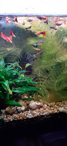 Guppy (3 foto / 3)