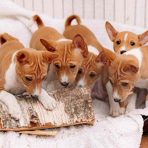 Basenji (1 nuotrauka iš 1)