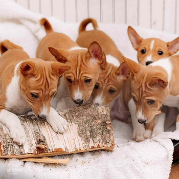 Basenji