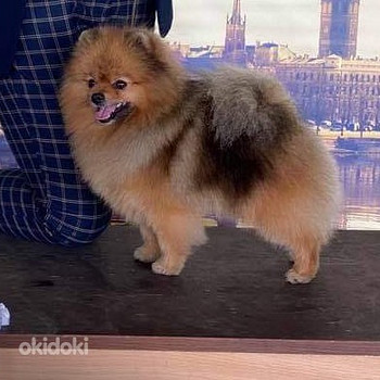 Paaritus