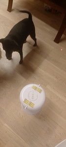 Laser lemmiklooma mänguasi (5 foto / 5)