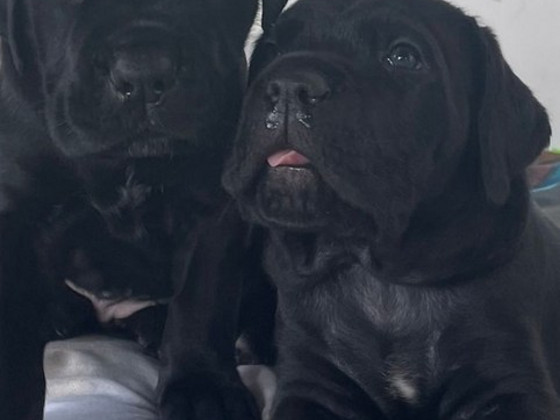 Cane Corso