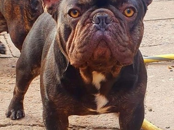 Franču buldogu kucēni