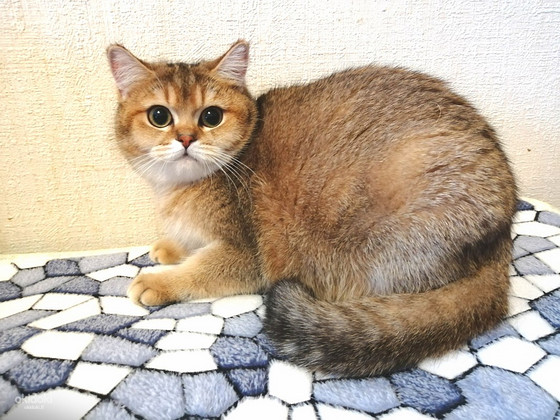 Золотые кошечки
