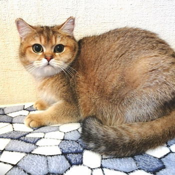 Золотые кошечки