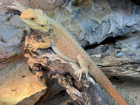 Müüa uus suur terraarium koos noore habeagaamiga.