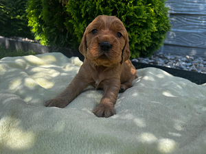 Angļu kokerspaniels (3 foto / 8)