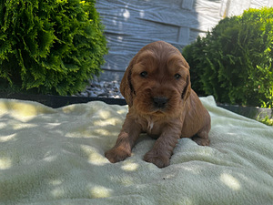 Angļu kokerspaniels (4 foto / 8)