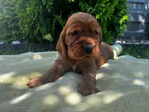 Angļu kokerspaniels (5 foto / 8)