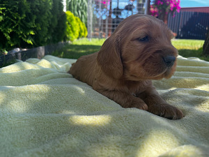 Angļu kokerspaniels (6 foto / 8)