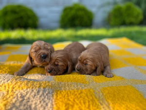 Angļu kokerspaniels (8 foto / 8)