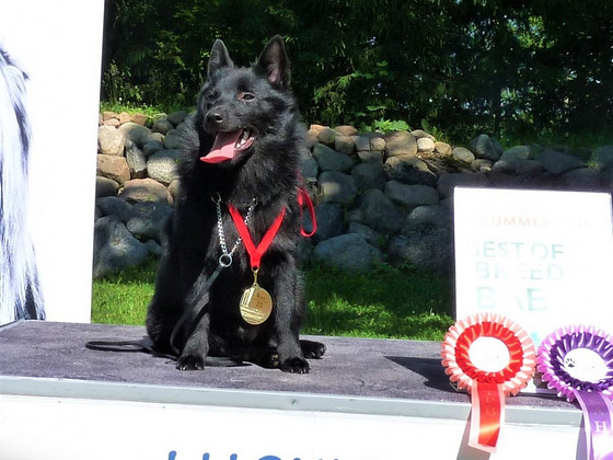 Schipperke