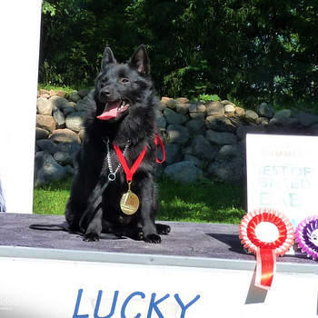 Schipperke