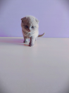 Продам котят Skubiai! Parduodu katinus (1 фото из 6)