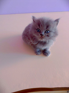 Продам котят Skubiai! Parduodu katinus (3 фото из 6)