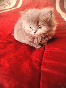 Продам котят Skubiai! Parduodu katinus (4 фото из 6)
