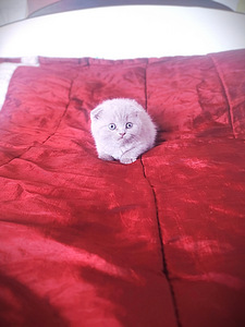 Продам котят Skubiai! Parduodu katinus (6 фото из 6)