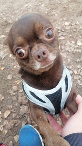 Chihuahua isane Barney (1 foto / 1)