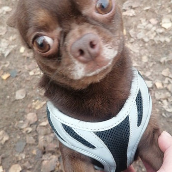 Chihuahua isane Barney