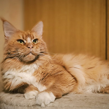 Maine Coon ootab pruuti külla.