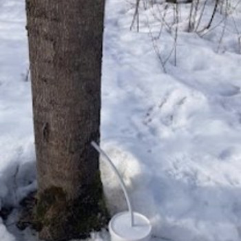 Кленовый сок