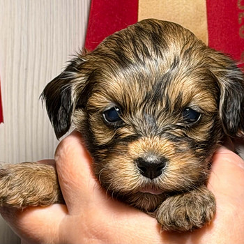 Havanese bichoni kutsikas