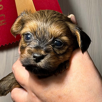 Havanese bichoni kutsikas