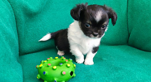 Myytävänä Pentu Chihuahua (1 valokuva sivusta 8)