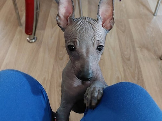 Xoloitzcuintli miniatura