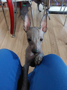 Xoloitzcuintli miniatura (1 valokuva sivusta 7)