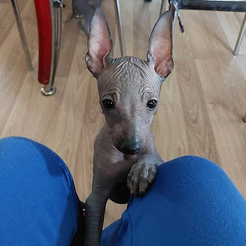Xoloitzcuintli miniatura