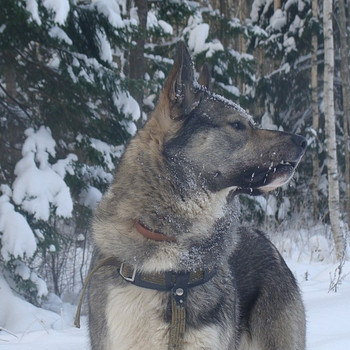 Lääne-Siberi laika, poiss