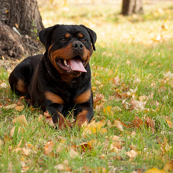 Rottweileri paaritumine