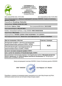 Ротвейлер вязка (4 фото из 6)