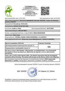 Ротвейлер вязка (5 фото из 6)