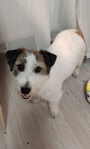 Jack russell brocken otsib peigmeest (1 foto / 1)