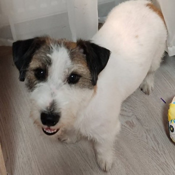 Jack russell brocken otsib peigmeest