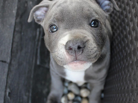 Stafffy Blue ready to go!!