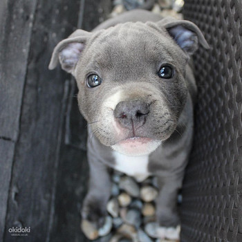 Stafffy Blue ready to go!!