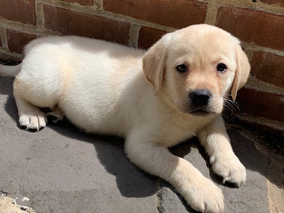 Labrador Retrievers puppies