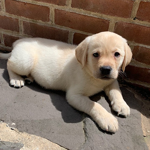 Labrador Retrievers puppies (1 photo of 4)