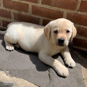 Labrador Retrievers puppies