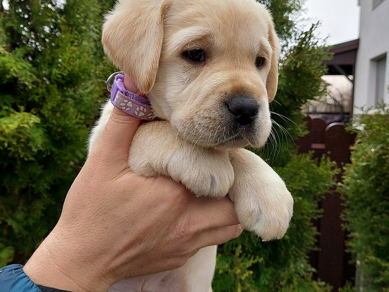 Labradora kuceni