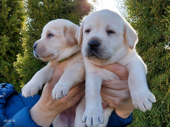 Labradora retrīvera kucēni