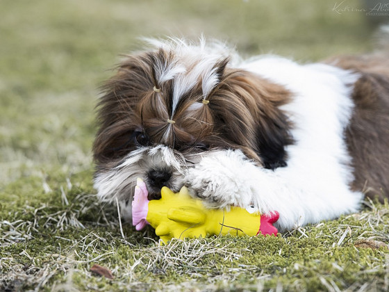 Shih Tzu