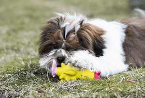 Shih Tzu (1 foto no 5)