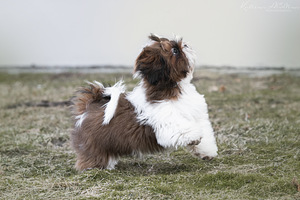 Shih Tzu (2 foto no 5)