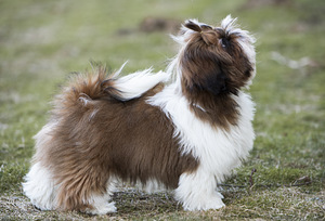Shih Tzu (3 foto no 5)