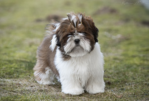 Shih Tzu (4 foto no 5)